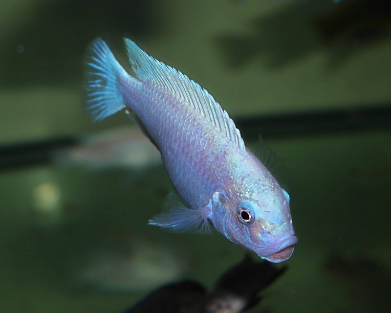 Maylandia callainos 'Ruarwe'